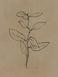 Eucalyptusjongeboom