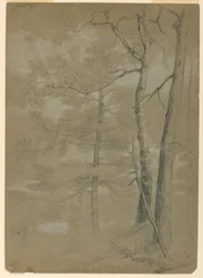 Studie van hemlock en beuk, White Lake