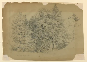 Studie van bomen, North Conway, New Hampshire