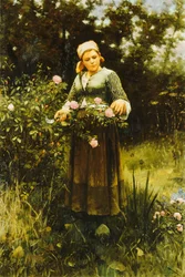 Rozen plukken