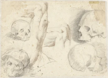 Vier studies van een schedel