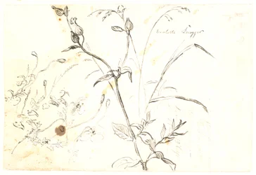 Plantenstudies