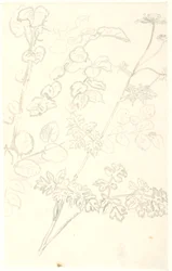 Plantenstudies