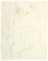 Plantstudies