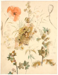 Studies van verschillende bloemen, waaronder klaprozen