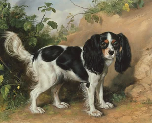 King Charles Spaniel