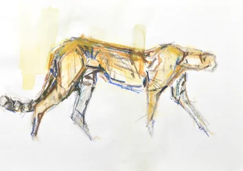 Cheetah