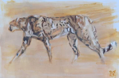 Cheetah