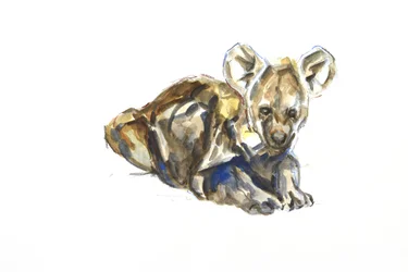 Hyena welp, 2020