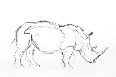 Witte neushoorn, 2021