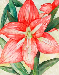 Amaryllis, 2005 (aquarel)