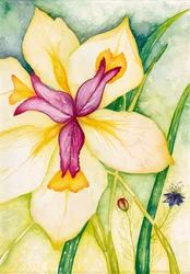 Lily en vrienden, 2007 (aquarel)