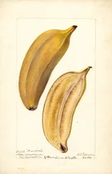 Bananen (Musa: Paradijs) (toilet)