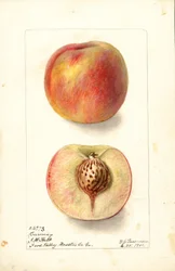 Perziken (Prunus persica: Carmen) (aquarel)