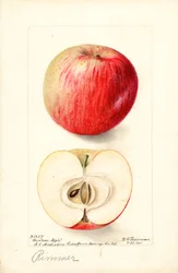 Rimmer Appels (Malus domestica) (aquarel)