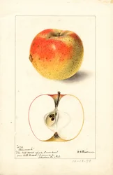 Tecumseh appels ( Malus domestica) (aquarel)