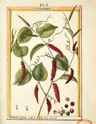Zwarte peperkorrel (Piper nigrum), aquarel door Delahaye