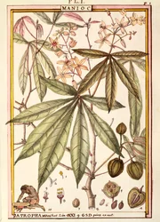 Cassave (Jatropha manihot), door Delahaye, aquarel