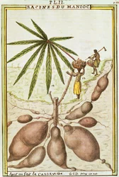 Cassave of maniokwortels (Manihot esculenta) gebruikt om cassavebrood te maken, aquarel door Delahaye
