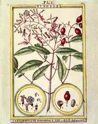 Kruidnagel (Caryophyllus Aromaticus), aquarel door Delahaye
