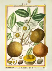 Mammee appel (Mammea americana), aquarel door Delahaye