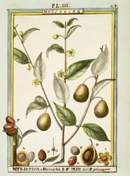 Nootmuskaat (Myristica fragrans of officinalis), aquarel door Delahaye