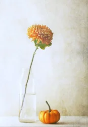 Herfstchrysant en pompoen