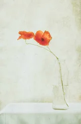 Delicate klaprozen in een vaas