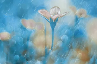 Dromerige blauwe bloesem