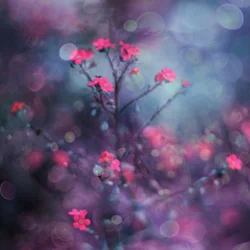 Dromerige roze bloemen