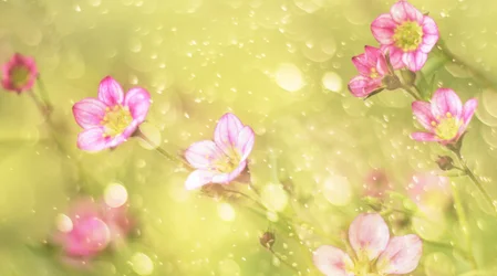 Dromerige roze bloemen