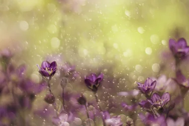Dromerige paarse bloemen