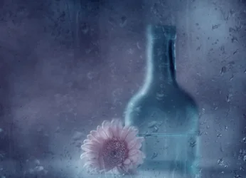 Dromerige Gerbera in de regen