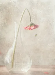 Verblekende roze bloem