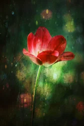 Gloeiende rode tulp