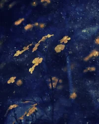 Golden Blossoms: De nachtelijke hemel