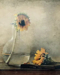 Goudkleurige, verwelkte zonnebloemen