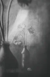 Bloemen in zacht licht