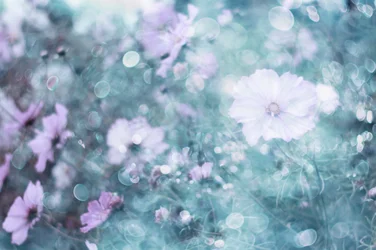 Zachte pastelkleurige cosmosbloemen