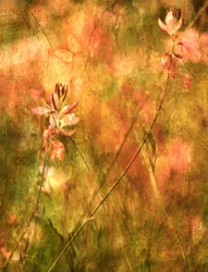 Warme herfstbloemen
