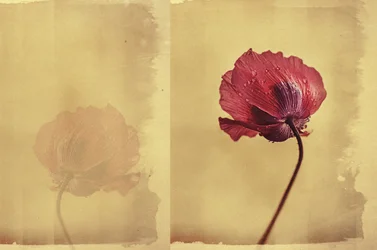 Vintage klaproosdroom