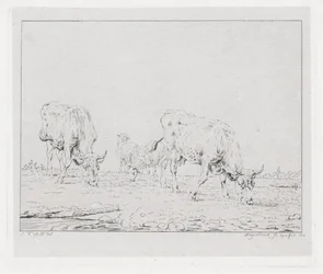 Grazende koeien