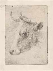 Kop van een stier