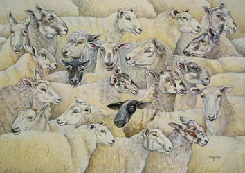 Schapen-Deken