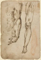 Anatomische studies (pen en bruine inkt met rood krijt in een andere hand)