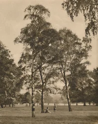 Het kantwerk van de bladeren: Een zomerochtend in Hyde Park, ca. 1935