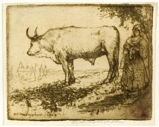 De witte os