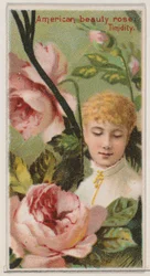 American Beauty Rose: Verlegenheid, uit de serie Floral Beauties and Language of Flowers, 1892