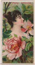 Pioen: Archness, uit de serie Floral Beauties and Language of Flowers