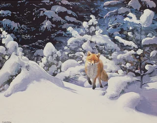Vos in diepe sneeuw met sparren